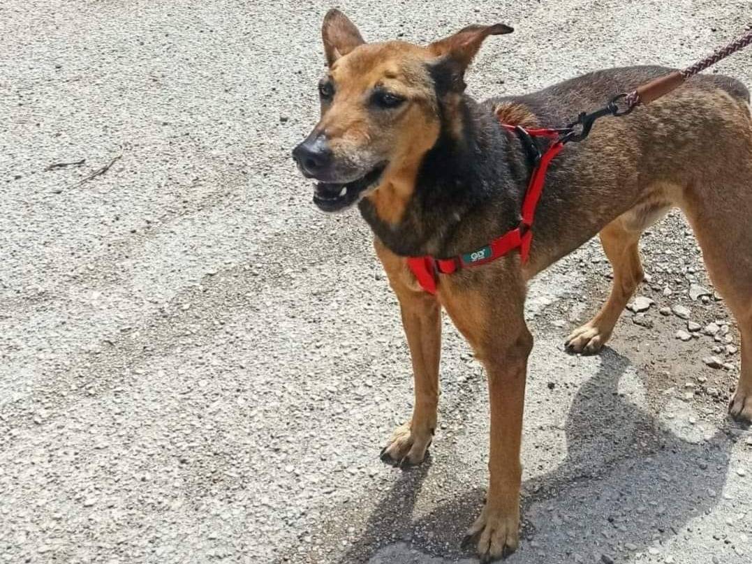 Adotta un cane, maschio, 14 anni  e 8 mesi , Caserta