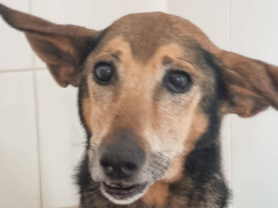 Vuoi adottare un cane a Caserta?