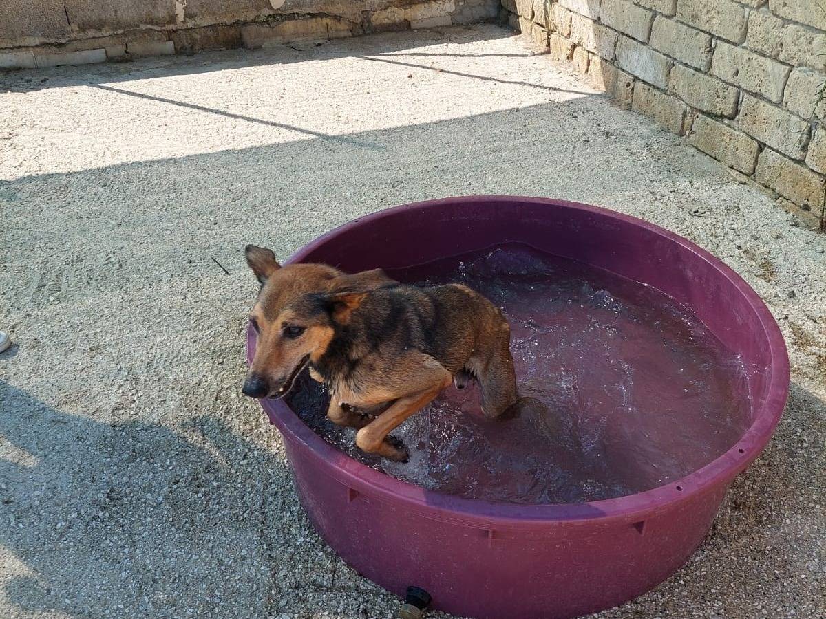 Adotta il cane WILLY a Caserta