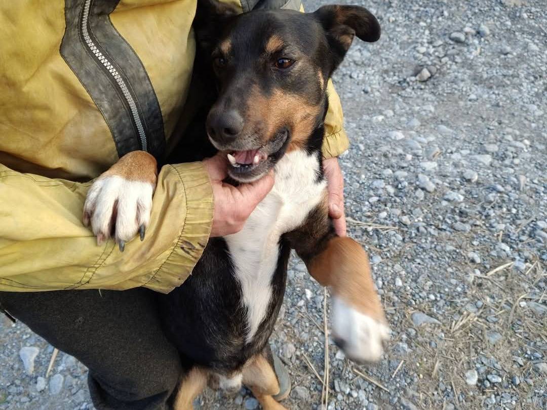 Adozione cane, maschio, Razza sconosciuta Razza sconosciuta, 4 anni  e 11 mesi , taglia media contenuta, Cosenza