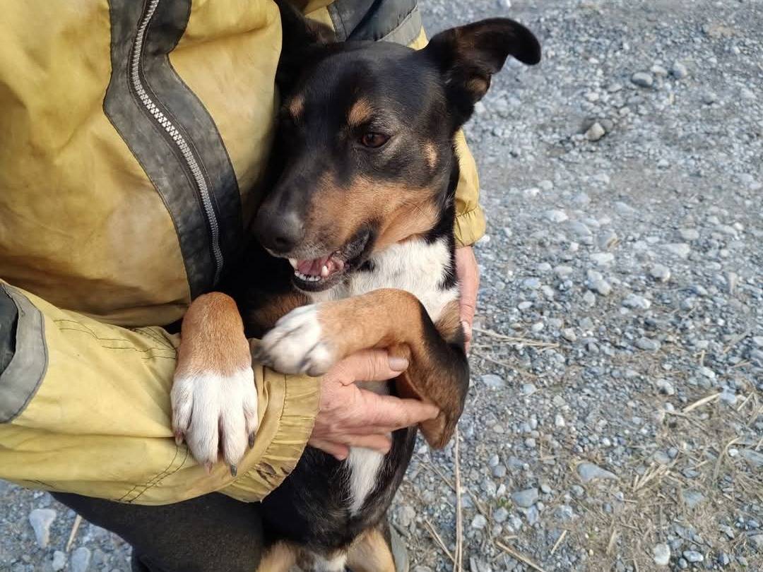 Adotta un cane, maschio, 4 anni  e 11 mesi , Cosenza