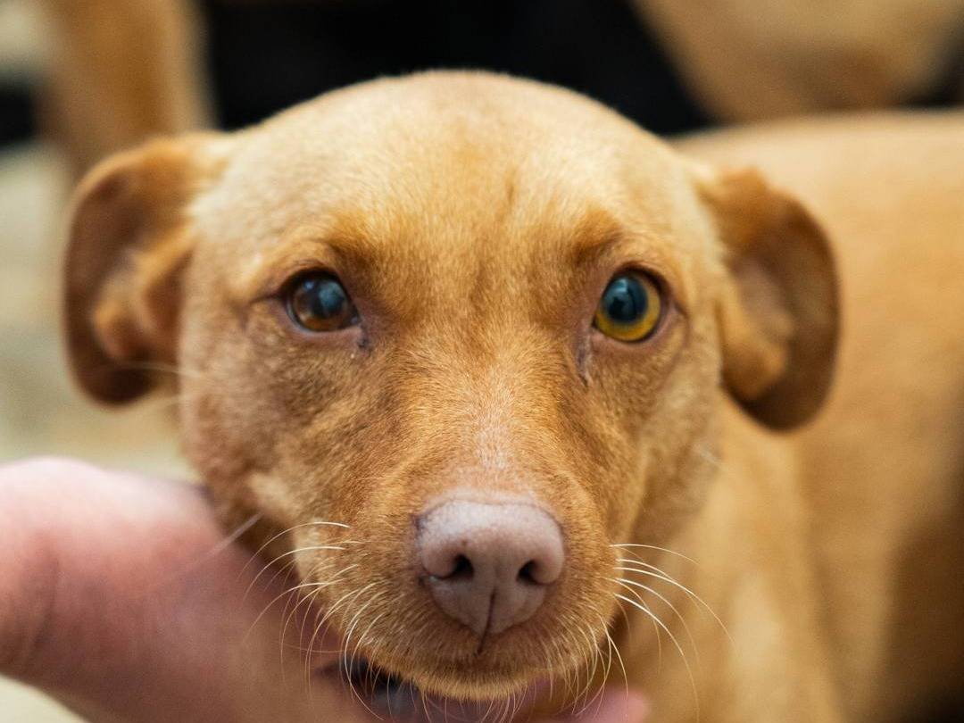 Adozione cane, femmina, Pinscher Razza sconosciuta, 2 anni e 9 mesi, taglia piccola, Caserta