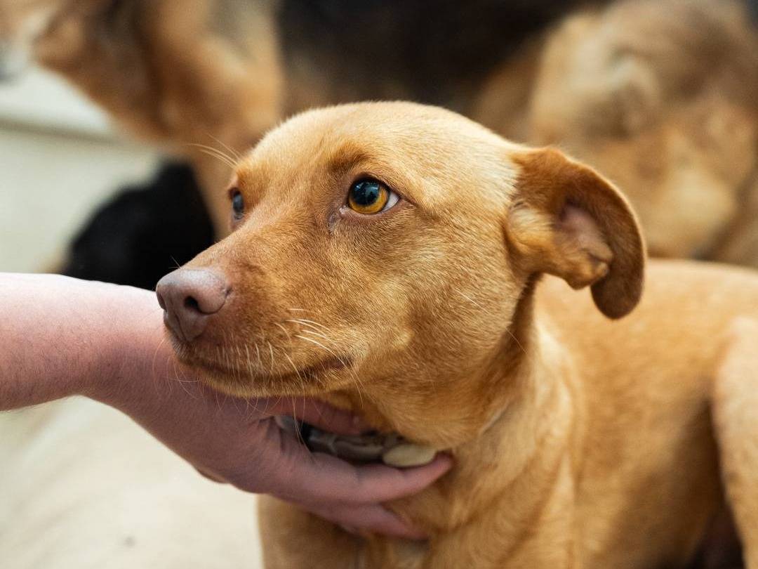Adotta un cane, femmina, 2 anni e 9 mesi, Caserta