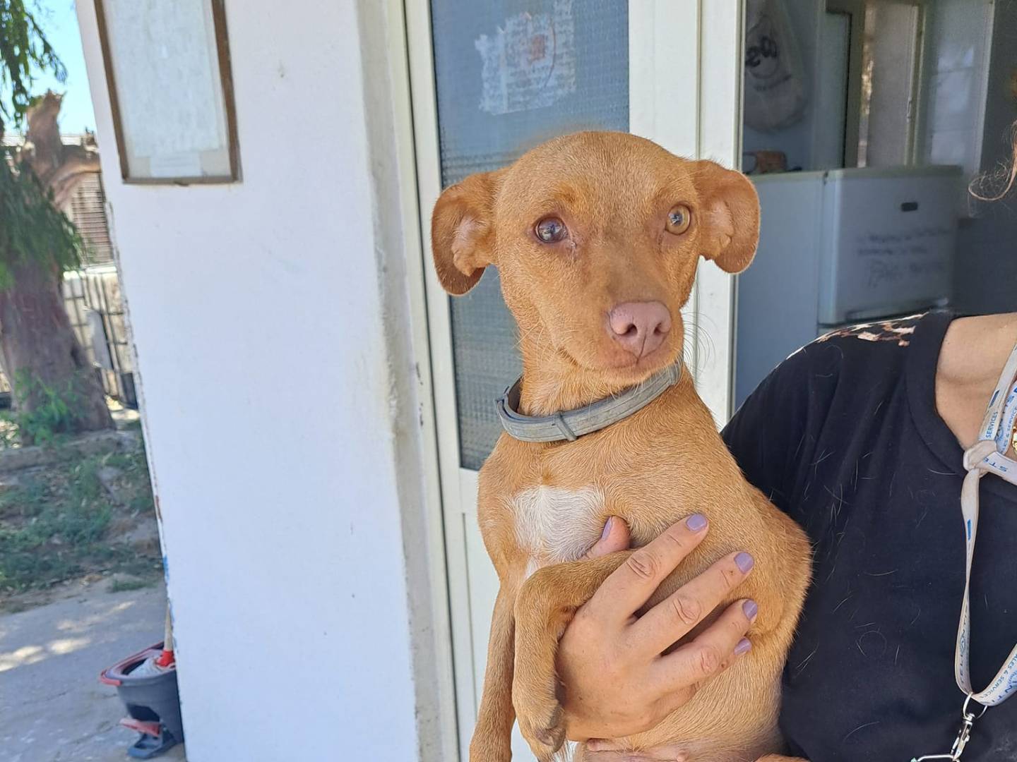Adotta un cane, taglia piccola, femmina, Caserta