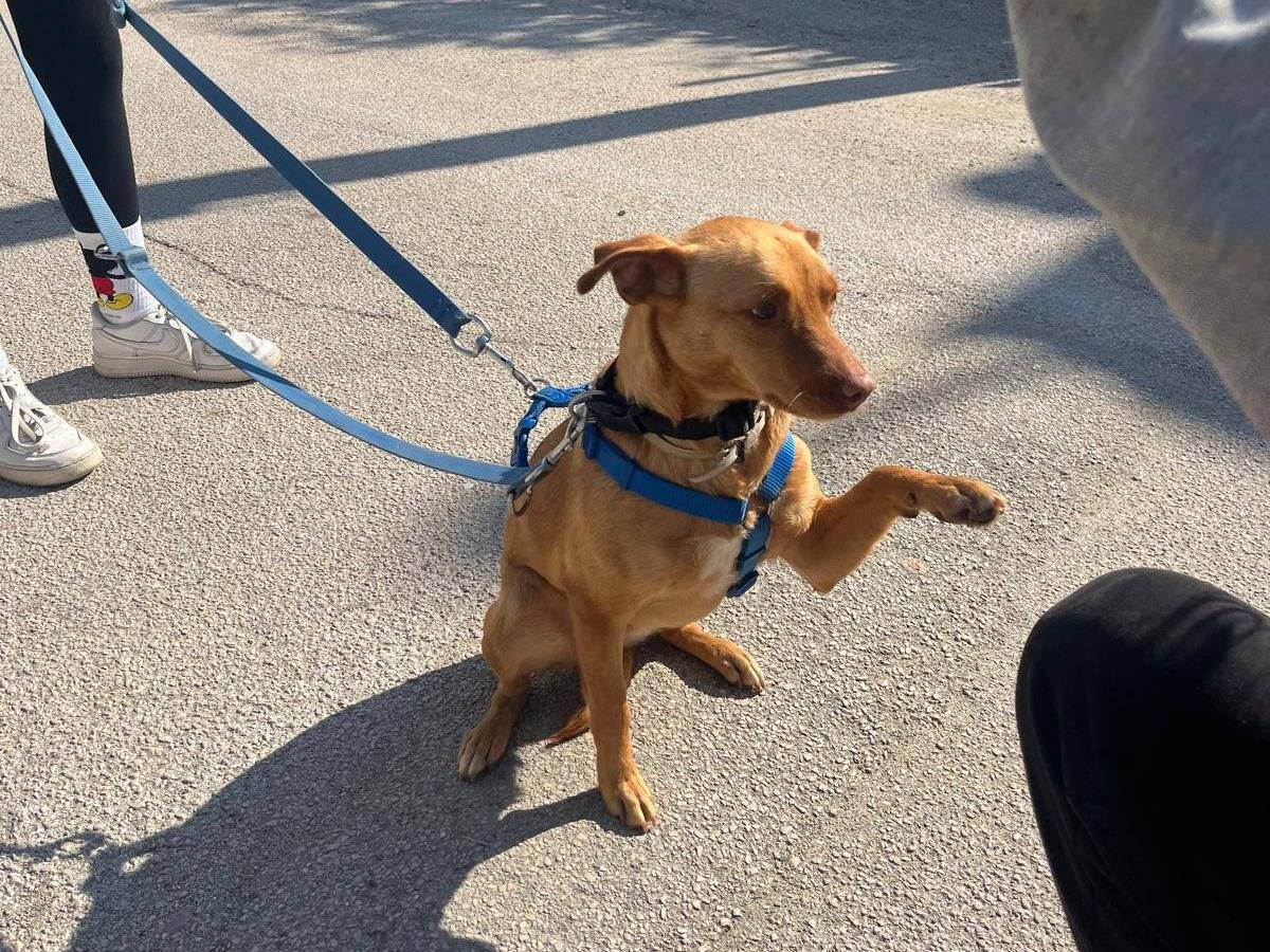 Vuoi adottare un cane a Caserta?