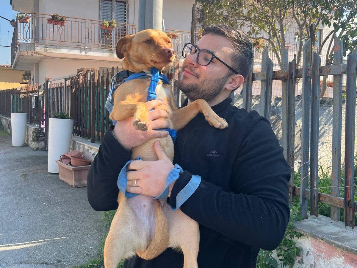 Adotta il cane DIDI a Caserta