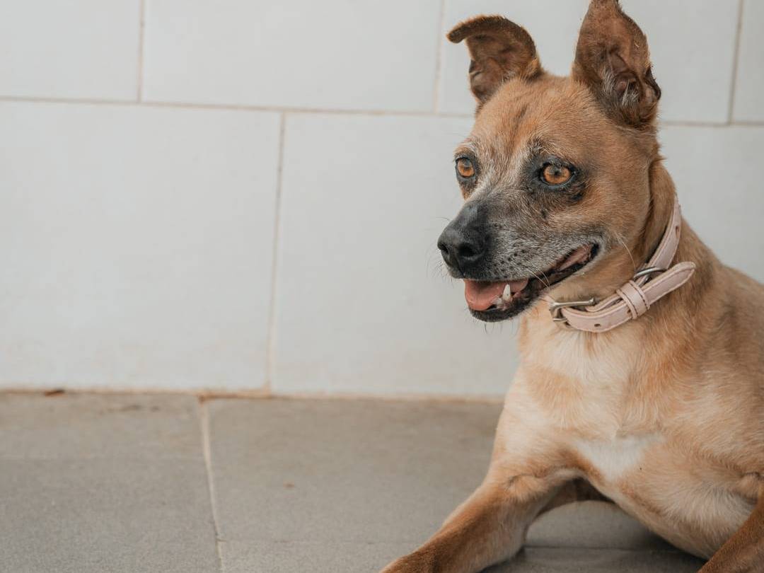 Adotta un cane, femmina, 7 anni  e 6 mesi , Caserta