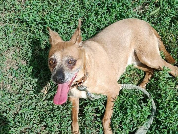 Adotta un cane, taglia piccola, femmina, Caserta
