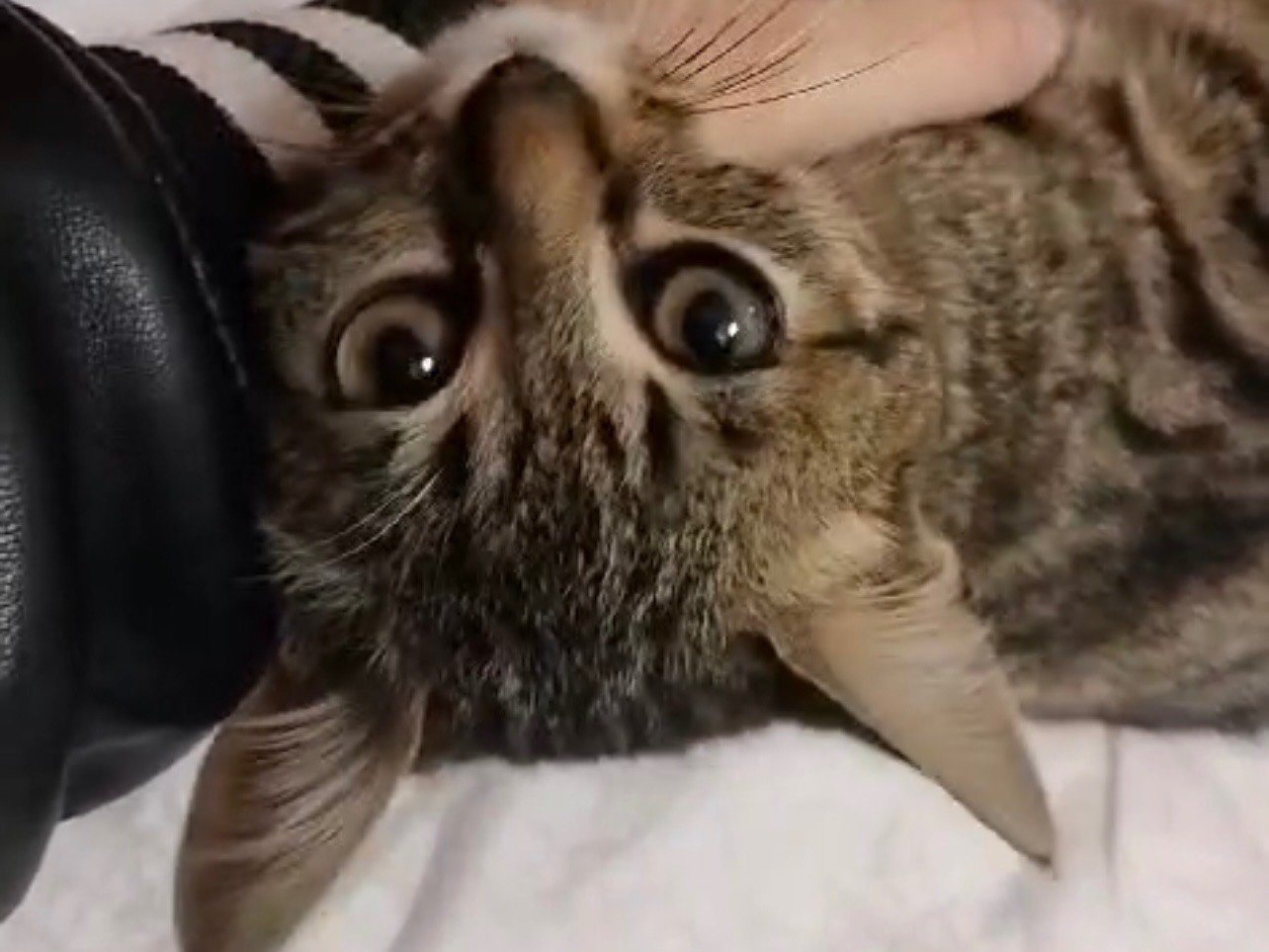 Foto dell'animale
