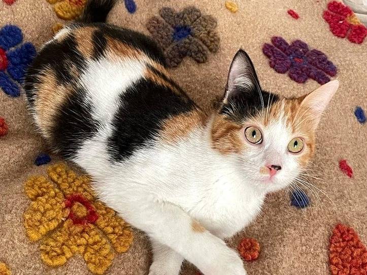 Adotta un gatto, maschio, 7 mesi, Torino