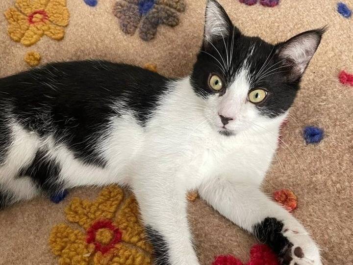 Adotta un gatto, femmina, 7 mesi, Torino