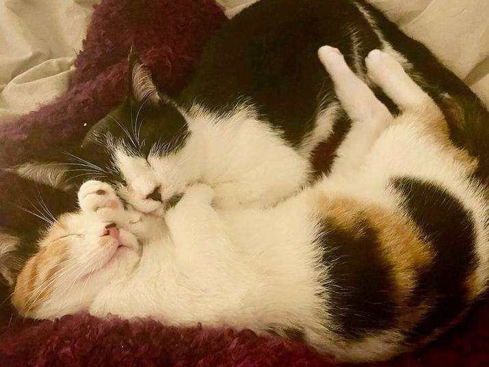 Adotta un gatto, taglia non valida, femmina, Torino