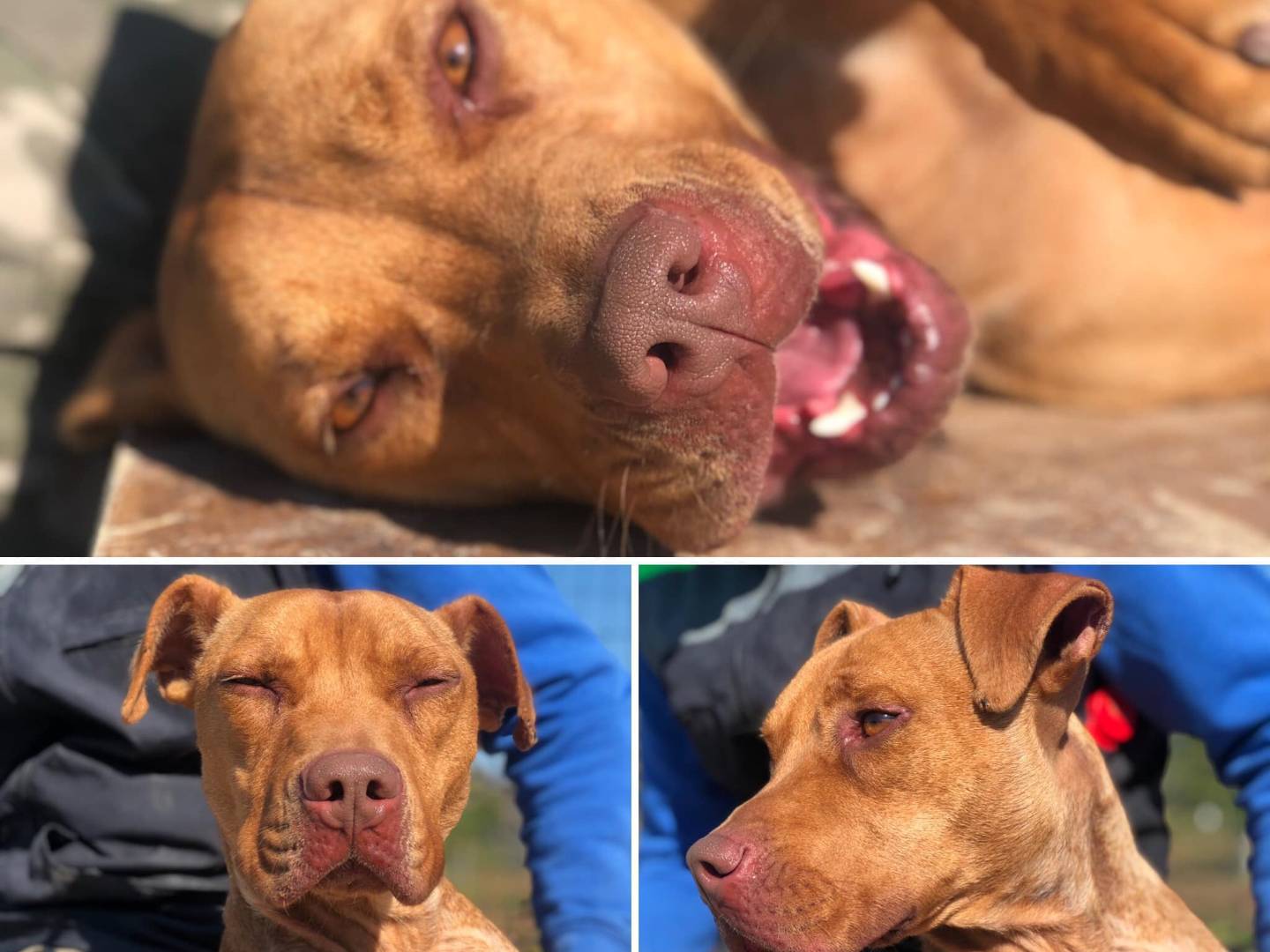 Adotta un cane, maschio, 5 anni  e 2 mesi , Bari