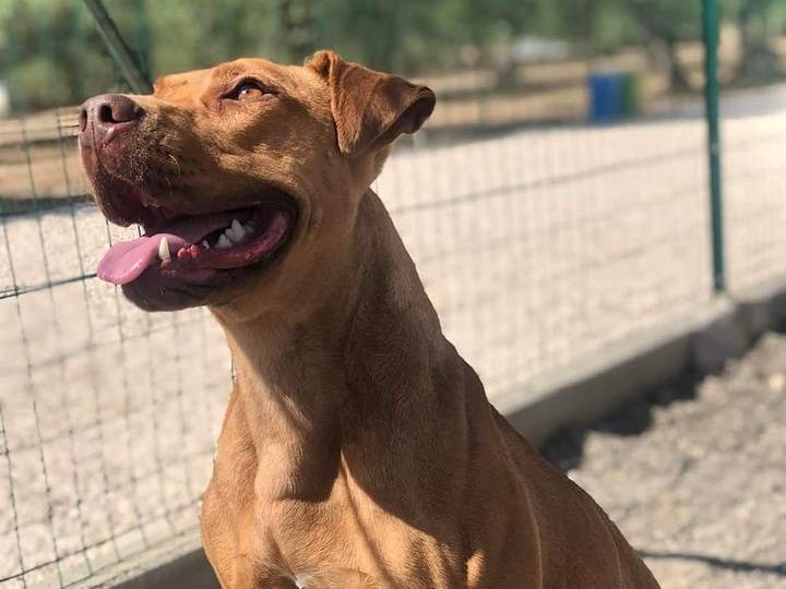 Vuoi adottare un cane a Bari?