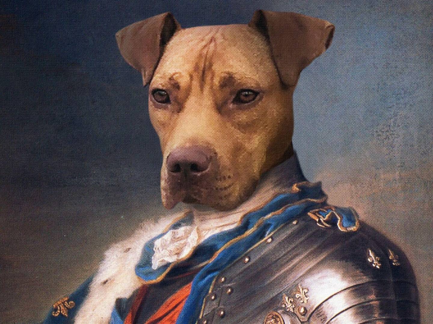 Adotta il cane kei a Bari