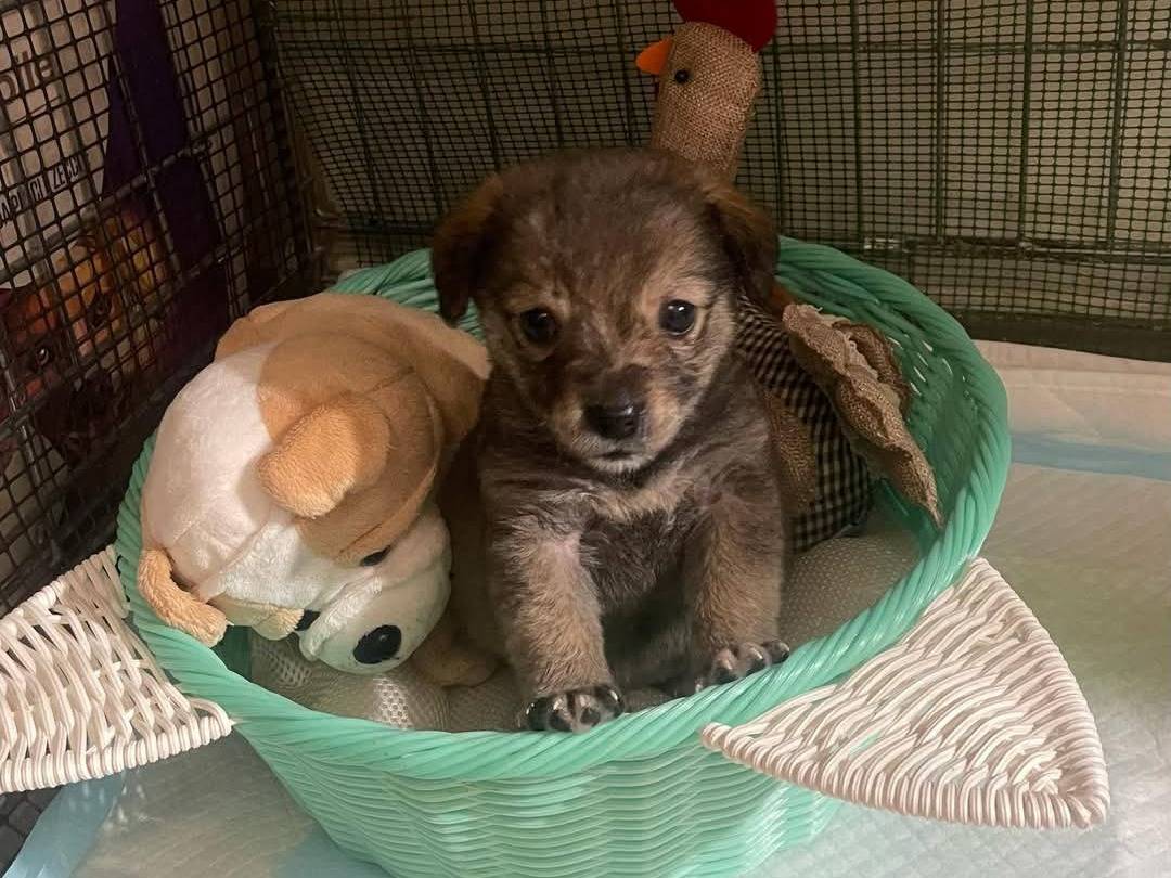 Adozione cane, femmina, Razza sconosciuta Razza sconosciuta, 1 mesi, taglia media contenuta, Avellino