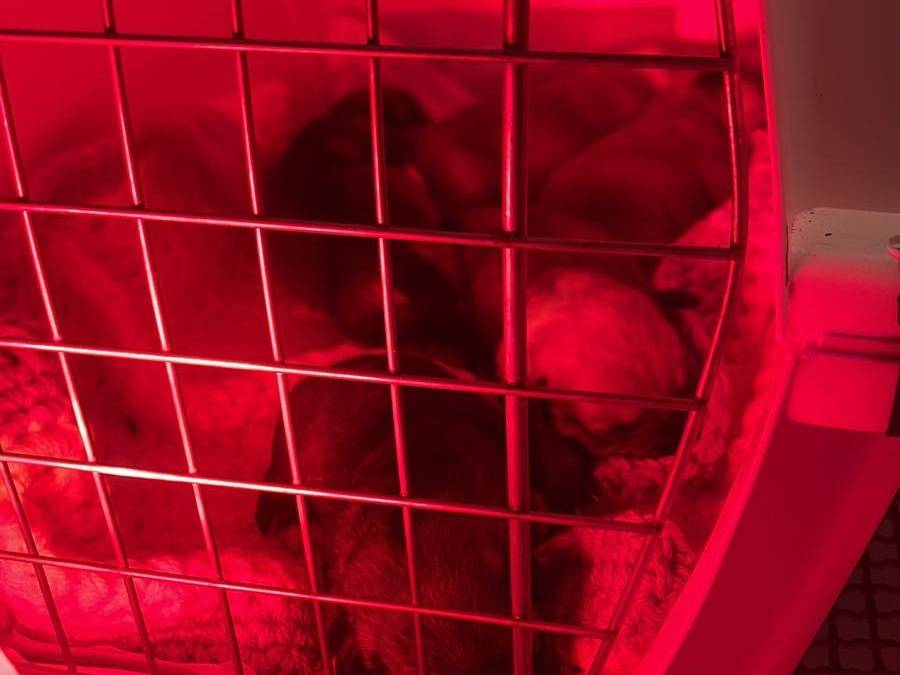 Adotta un cane, femmina, 1 mesi, Avellino