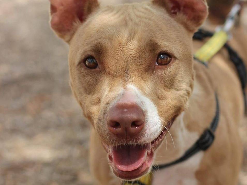 Adotta un cane, femmina, 2 anni , Bari
