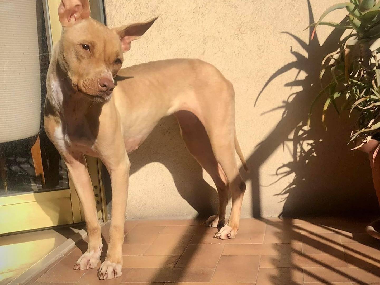 Vuoi adottare un cane a Bari?