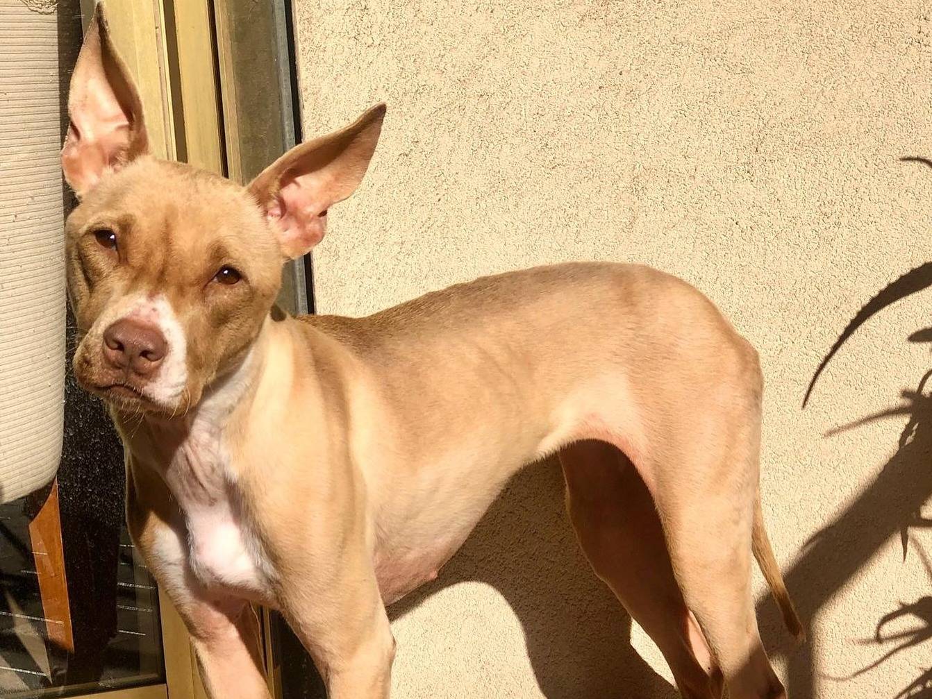 Adotta il cane Aretha a Bari