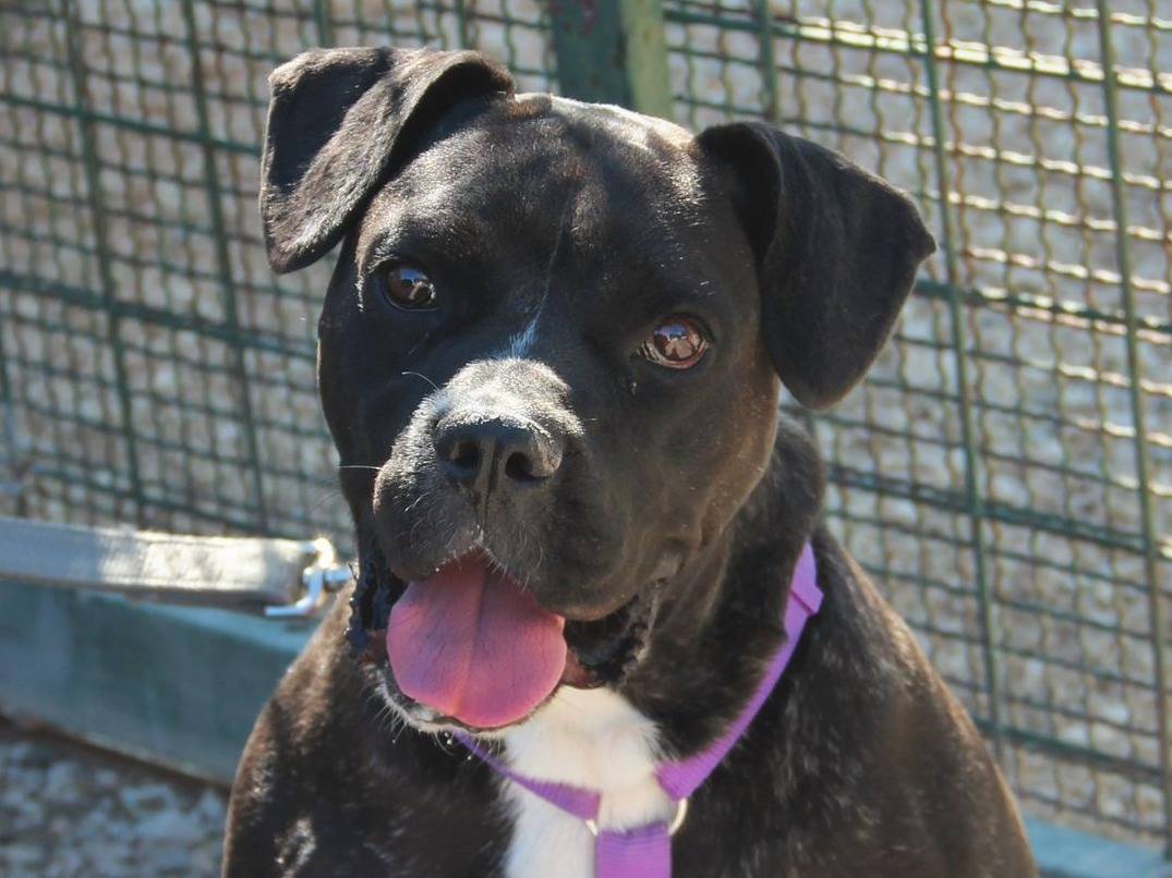 Adotta un cane, taglia media, femmina, Bari