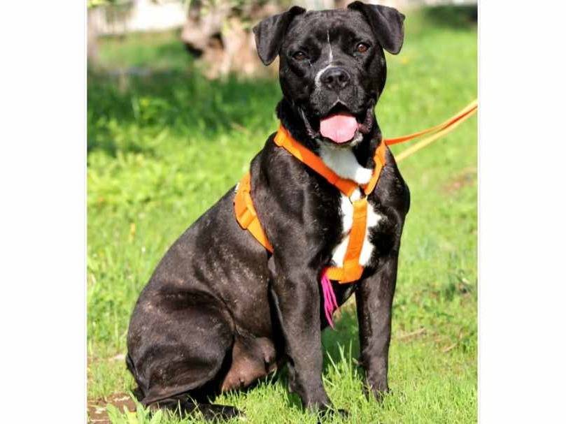 Adotta un cane, femmina, 4 anni  e 3 mesi , Bari