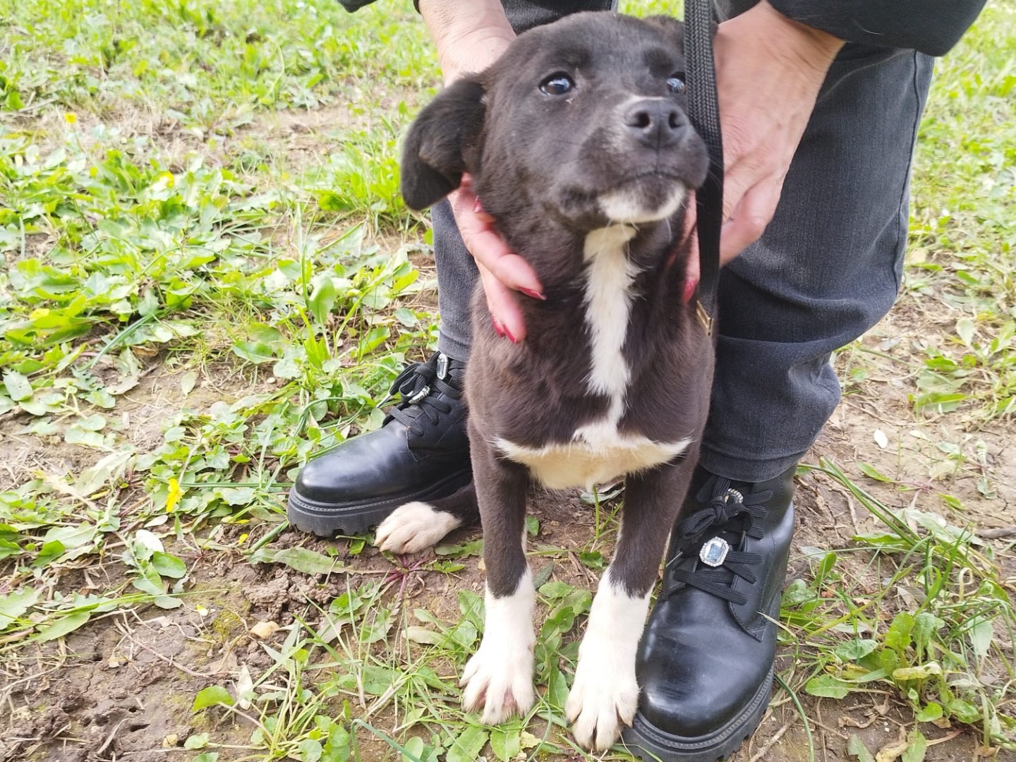 Adotta un cane, femmina, 7 mesi, Vibo