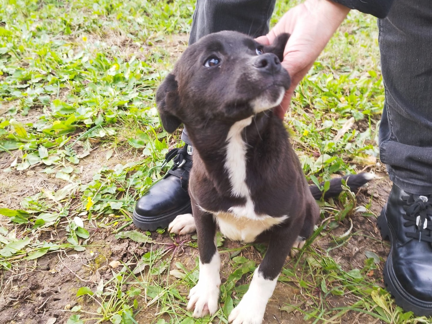 Adotta un cane, taglia media contenuta, femmina, Vibo
