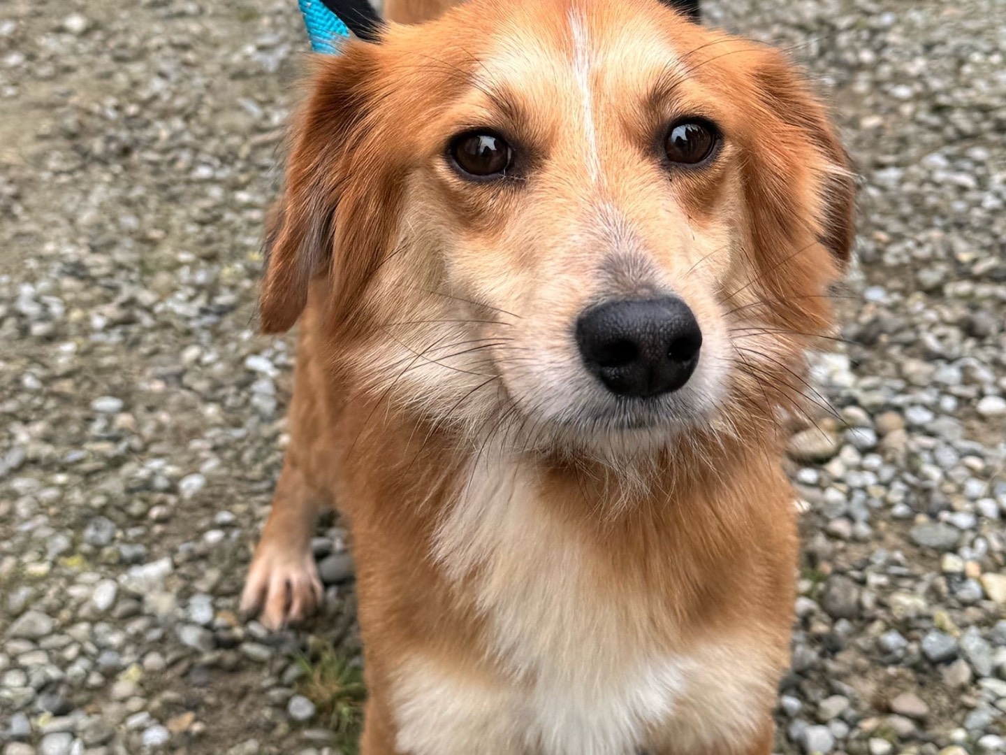 Vuoi adottare un cane a Bologna?