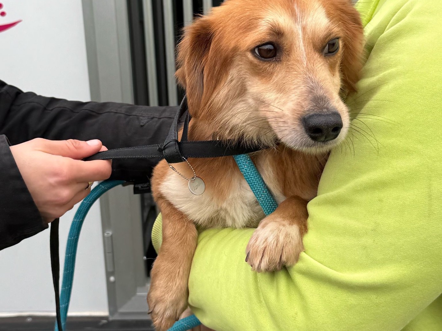 Adotta il cane Goku a Bologna
