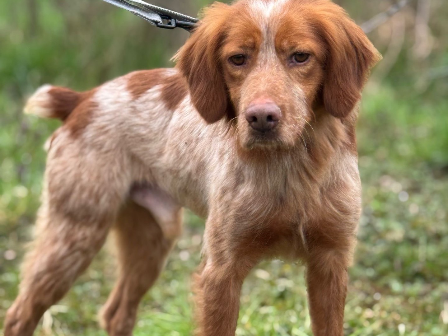 Adotta un cane, maschio, 3 anni e 8 mesi, Milano
