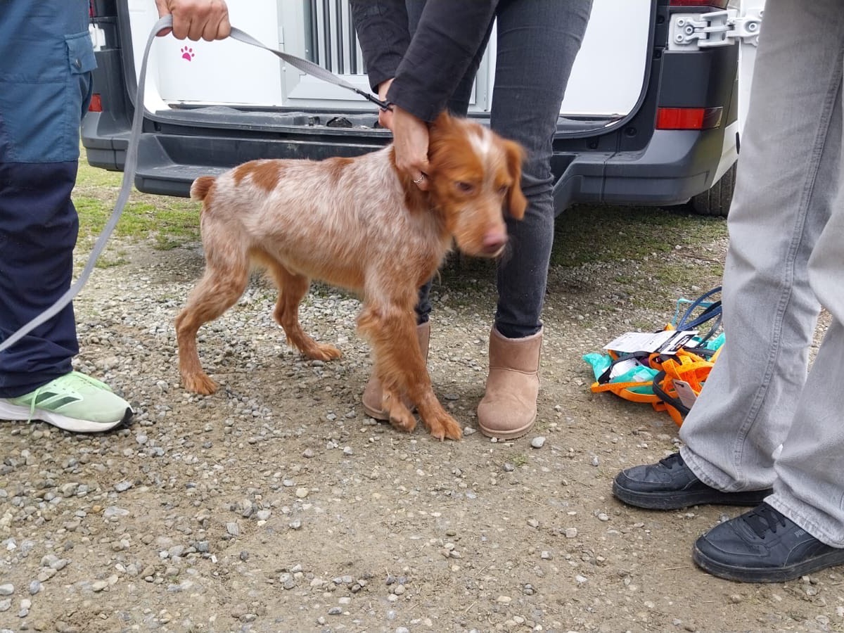 Adotta un cane, taglia media contenuta, maschio, Milano
