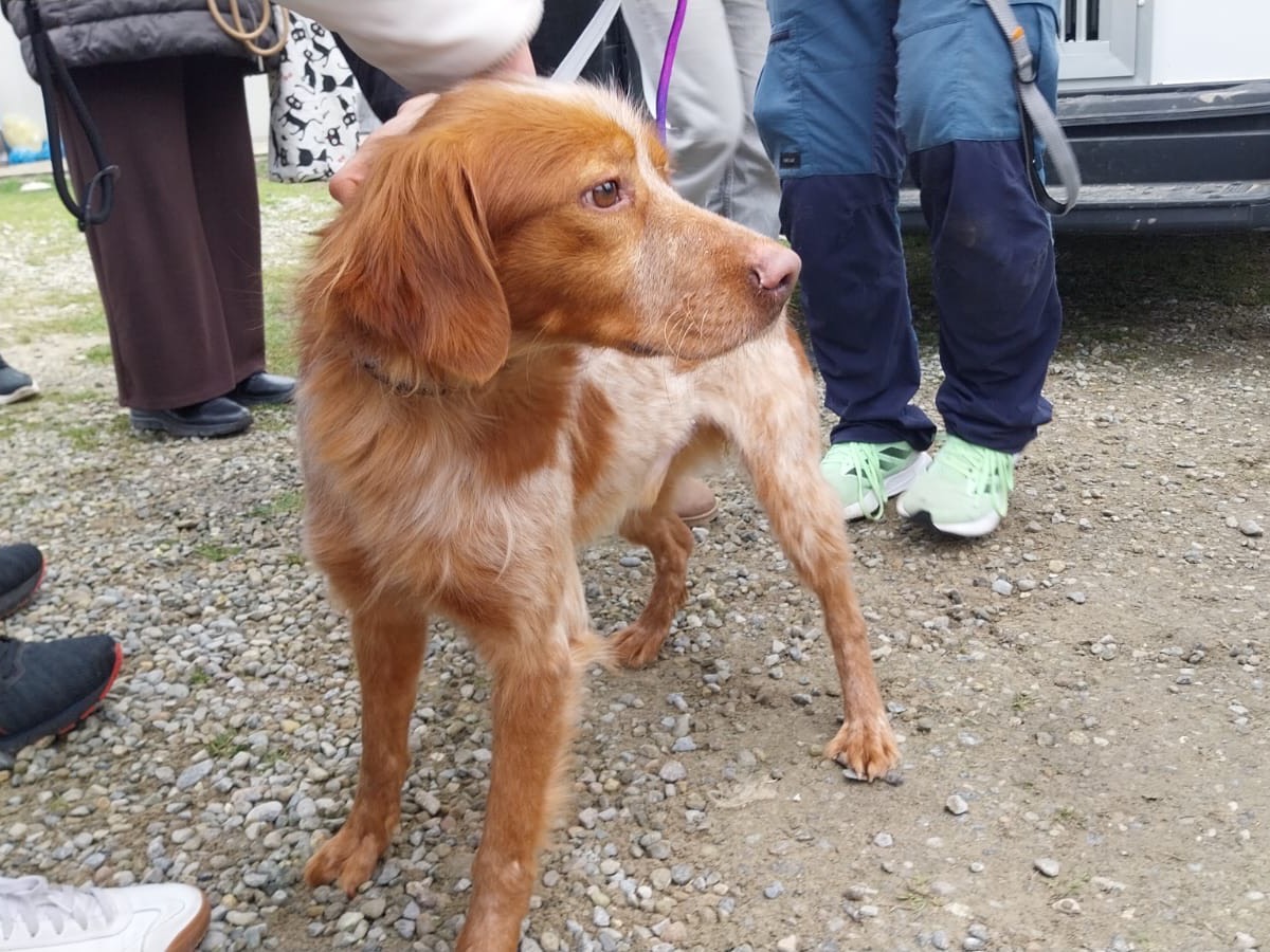 Vuoi adottare un cane a Milano?