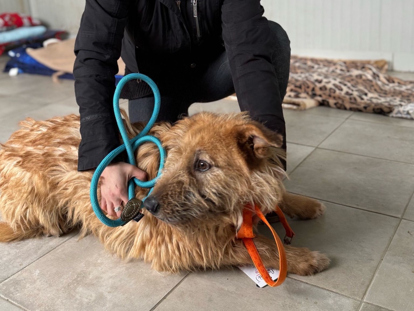 Adotta un cane, maschio, 4 anni  e 2 mesi , Milano