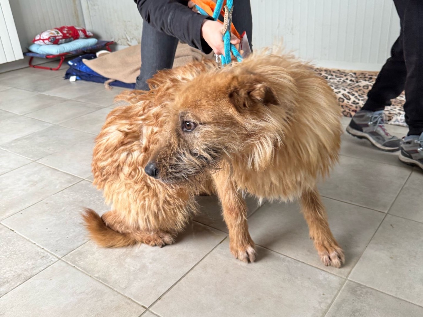 Adotta un cane, taglia media contenuta, maschio, Milano