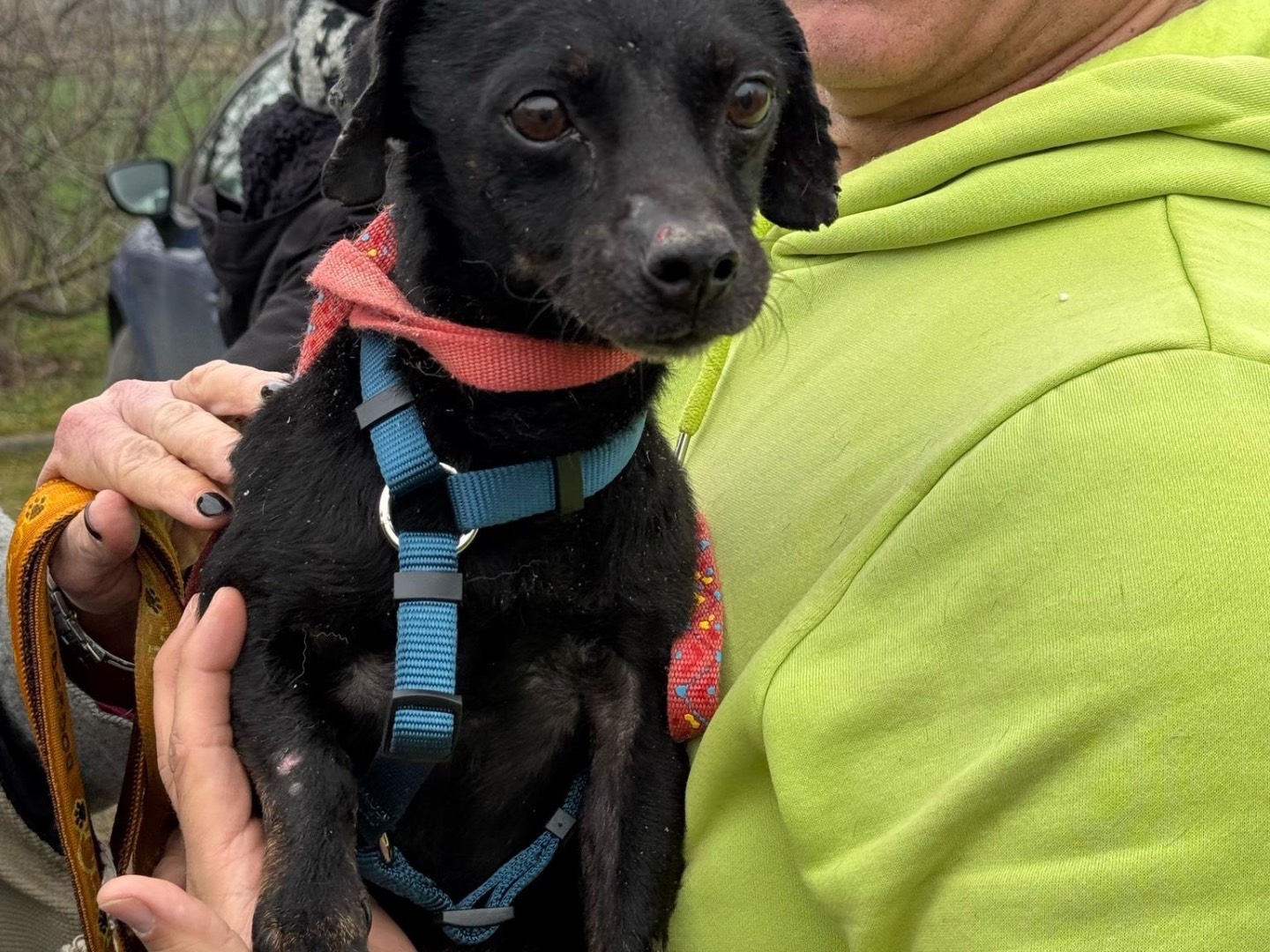 Adozione cane, maschio, Razza sconosciuta Razza sconosciuta, 3 anni e 6 mesi, taglia piccola, Genova
