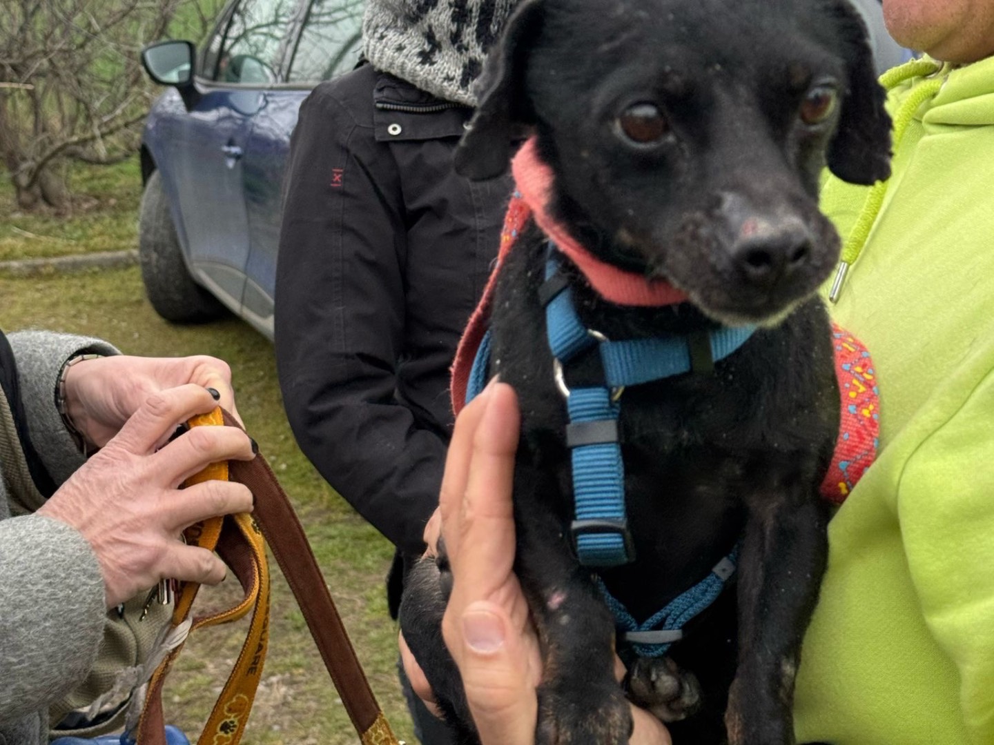 Adotta un cane, taglia piccola, maschio, Genova