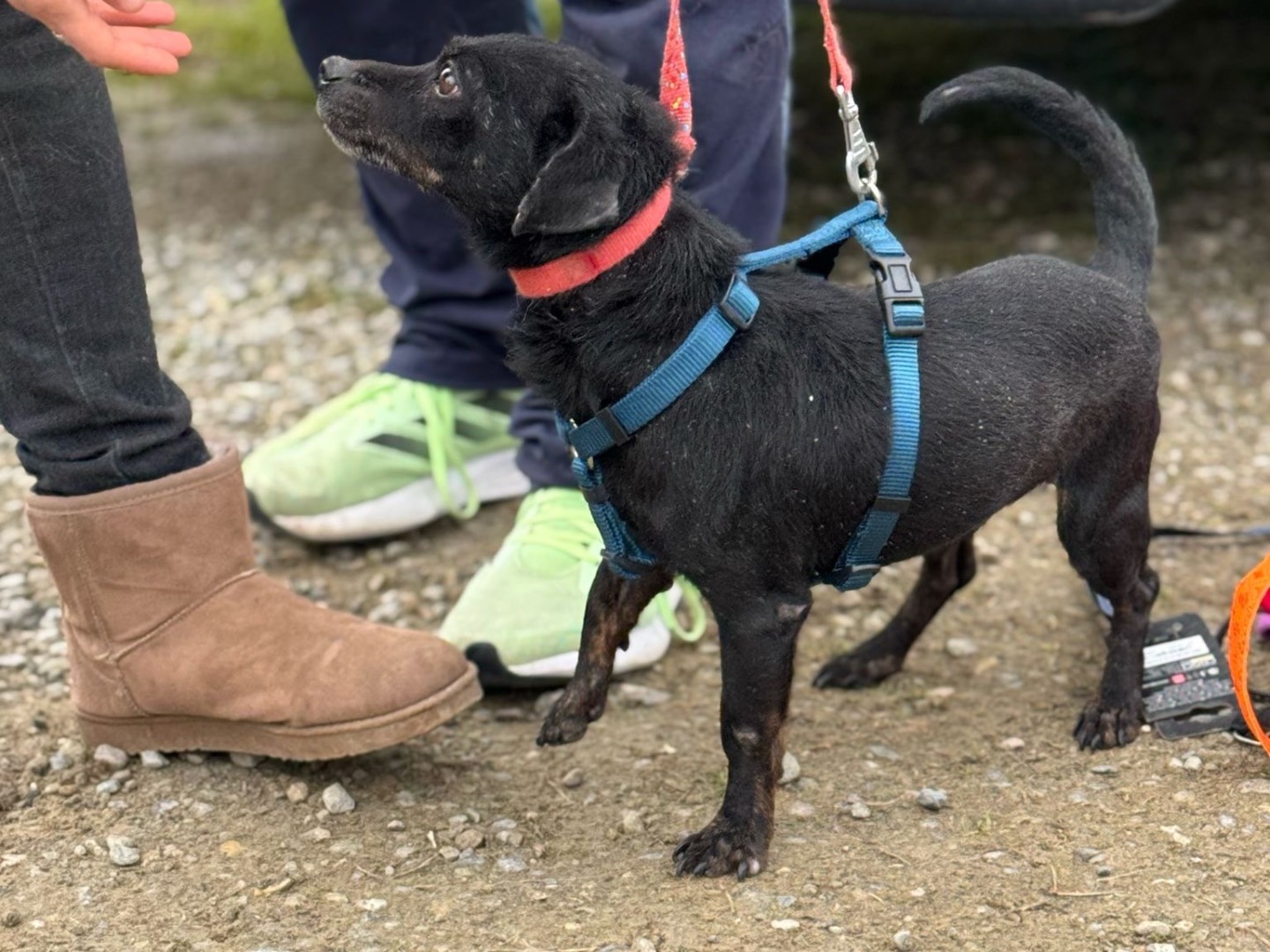 Vuoi adottare un cane a Genova?