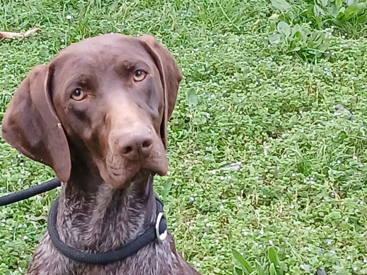 Adozione cane, femmina, Bracco Razza sconosciuta, 1 anno e 1 mese, taglia media, Roma