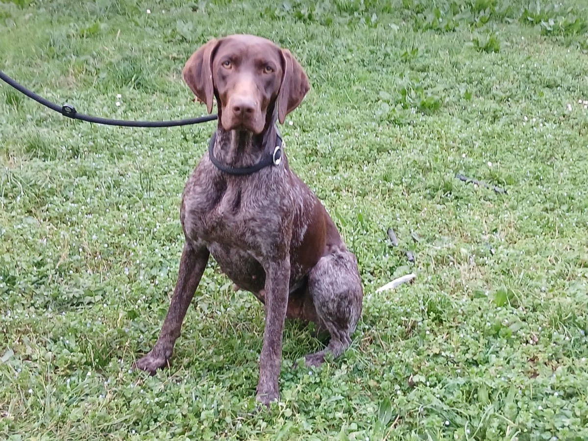 Adotta un cane, femmina, 1 anno e 1 mese, Roma