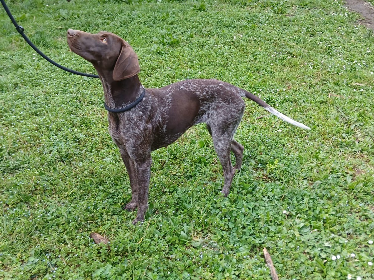 Adotta un cane, taglia media, femmina, Roma