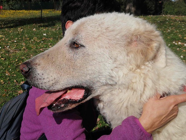 Foto 3 dell'animale