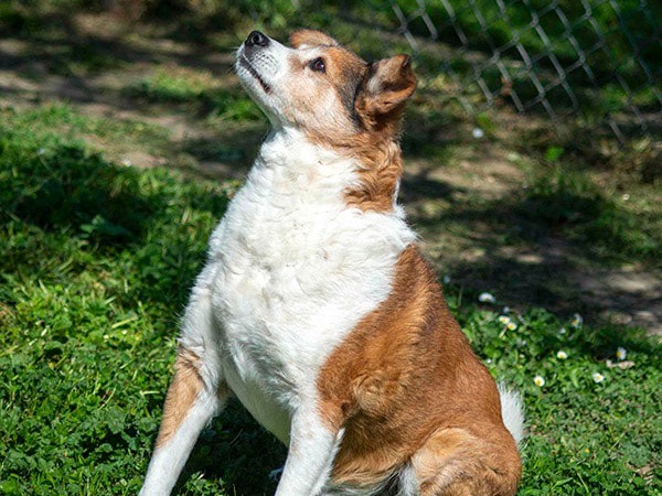 Foto 3 dell'animale