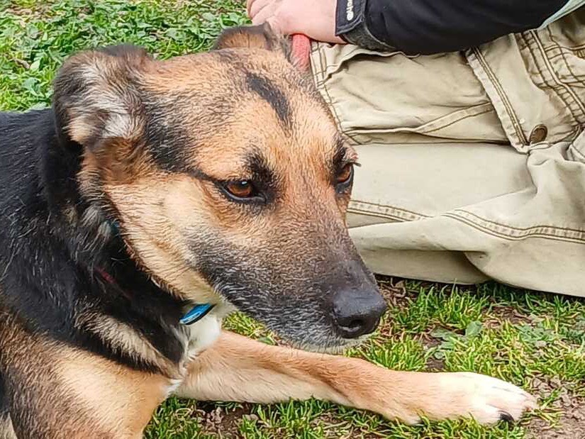 Adozione cane, femmina, Razza sconosciuta Razza sconosciuta, 3 anni e 1 mese, taglia media contenuta, Roma