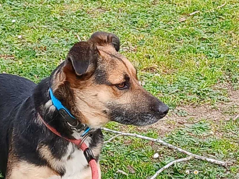 Adotta un cane, femmina, 3 anni e 1 mese, Roma