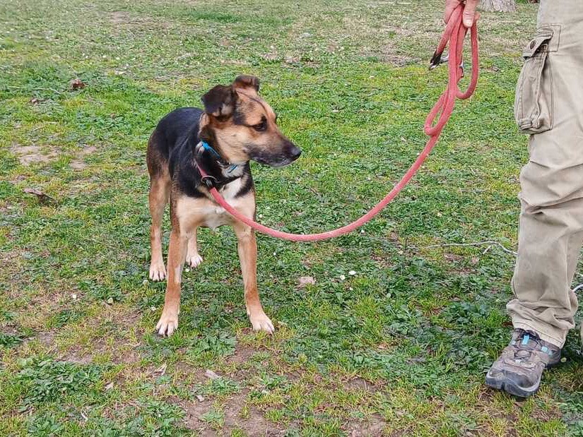 Adotta un cane, taglia media contenuta, femmina, Roma