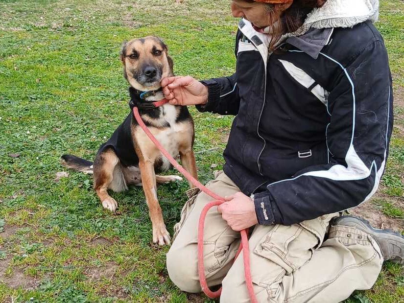 Adotta il cane Linda  a Roma