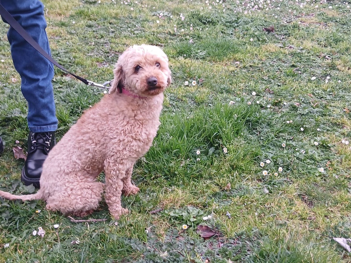 Adotta un cane, femmina, 7 anni e 1 mese, Roma