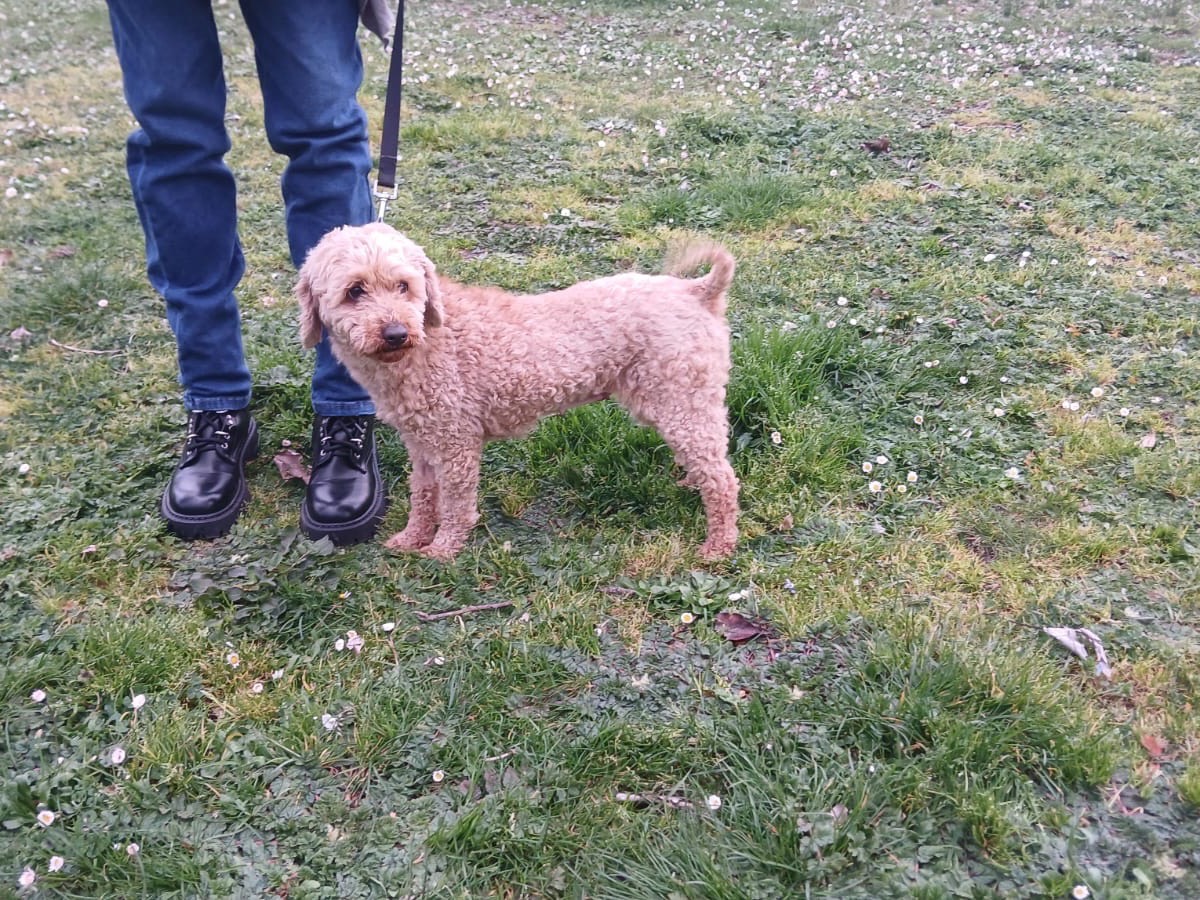 Adotta un cane, taglia piccola, femmina, Roma