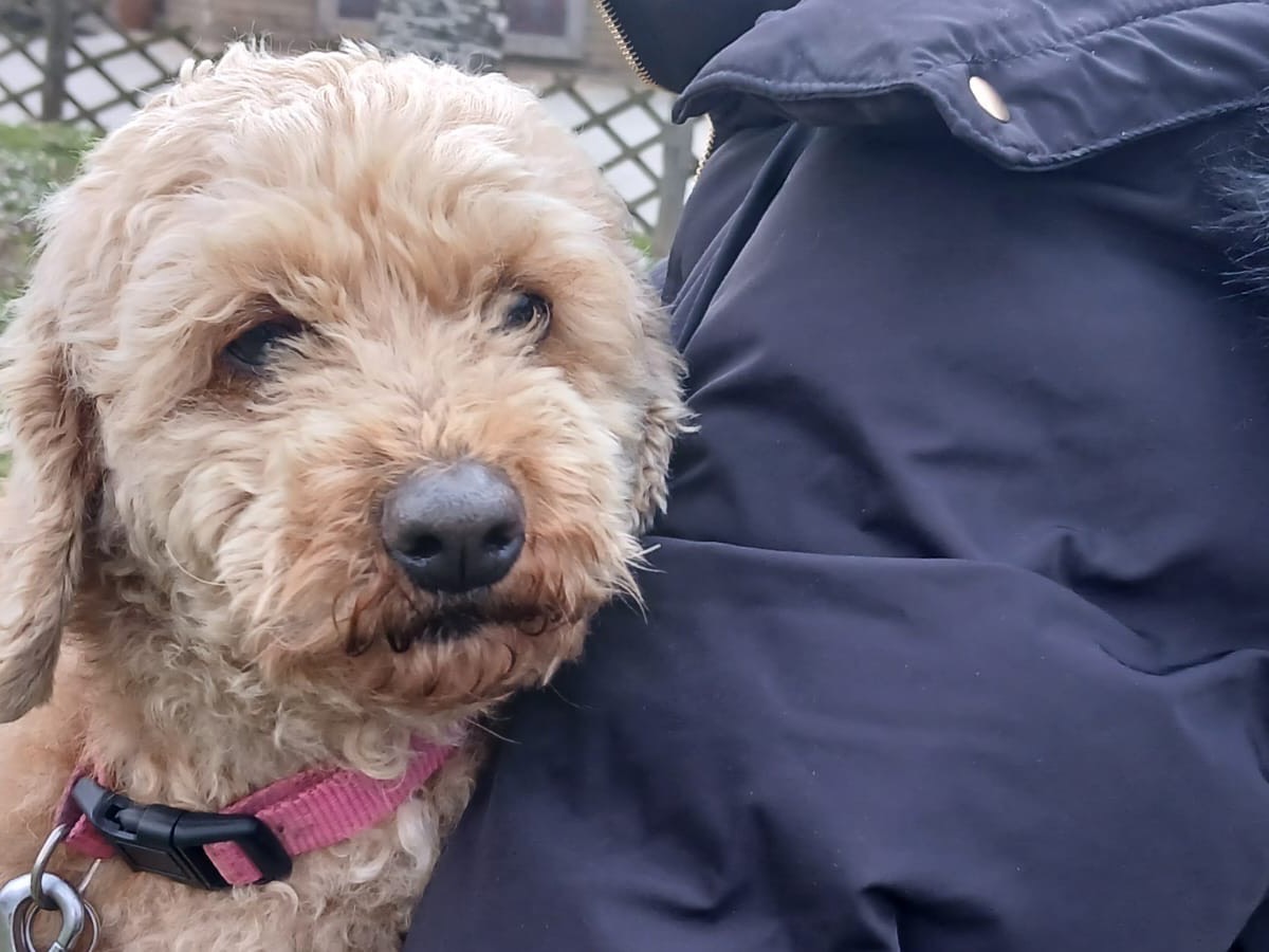 Vuoi adottare un cane a Roma?